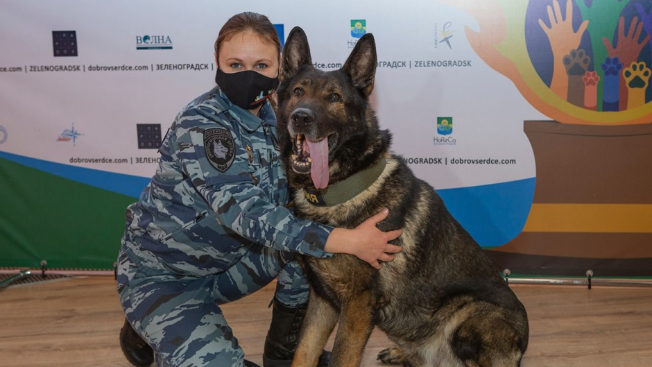 Служебные собаки
