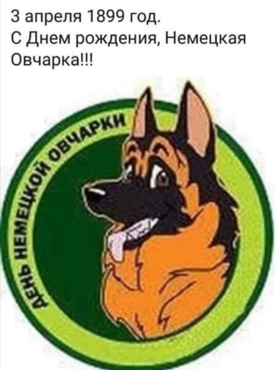 Немецкая овчарка зонарного окраса и чепрачного