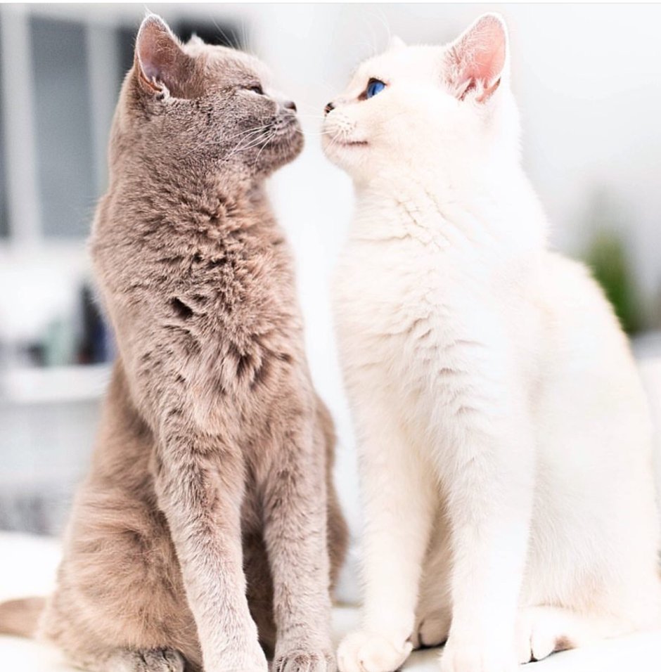 Коты любовь