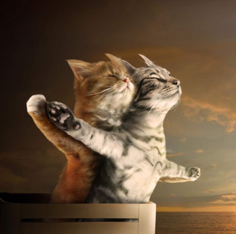Аниме котики