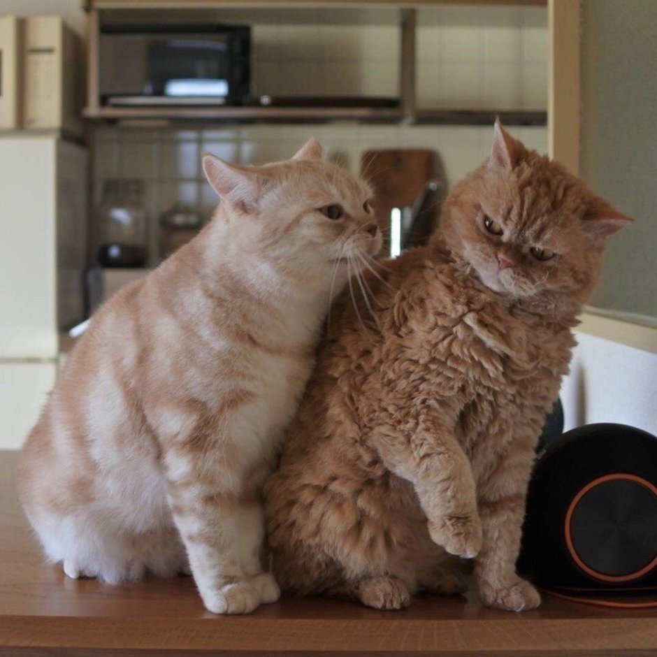 Милые котики парные