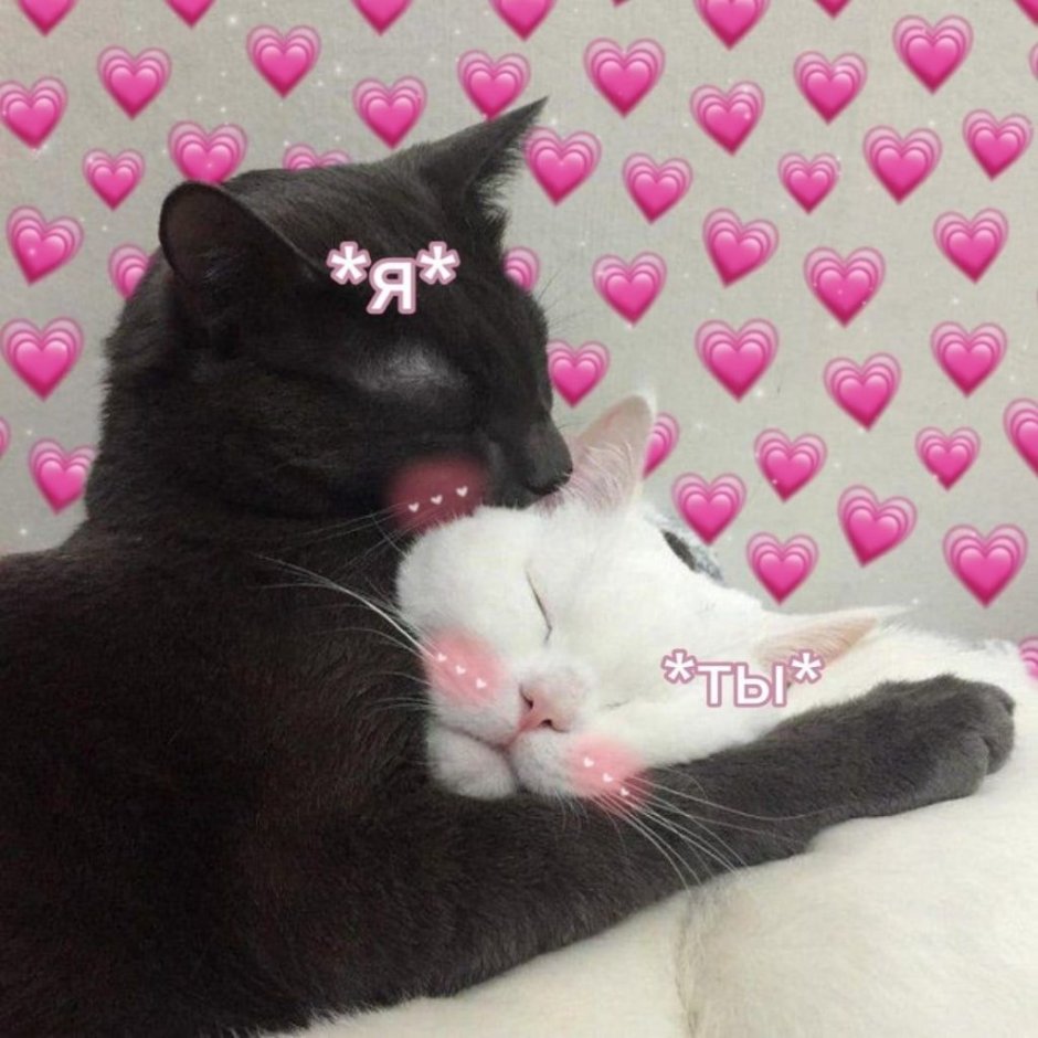 2 Кота аниме