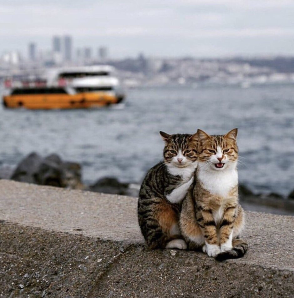 Котики обнимаются