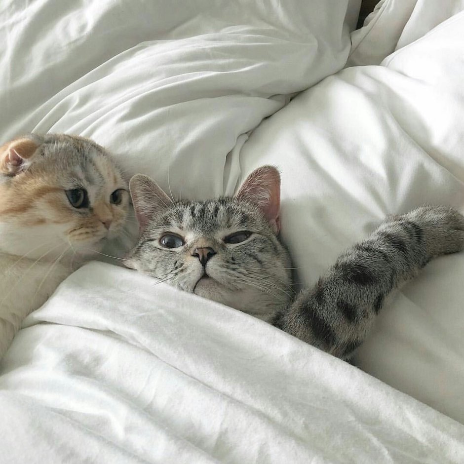 Котики обнимаются Эстетика