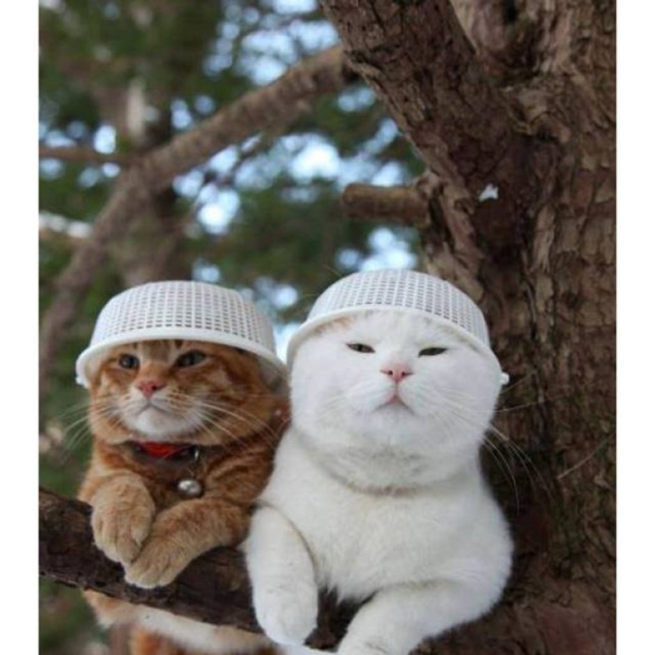 Котики поцелуйчики