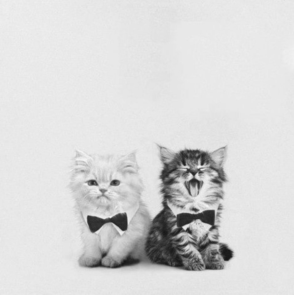 Котики черный и белый