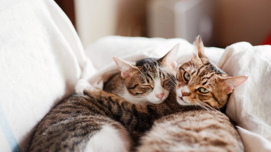 Милые котики
