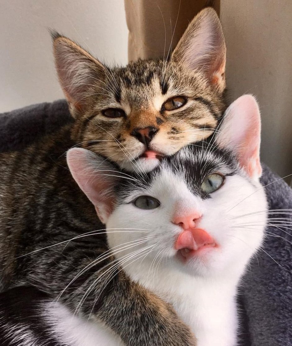 Поцелуй котика