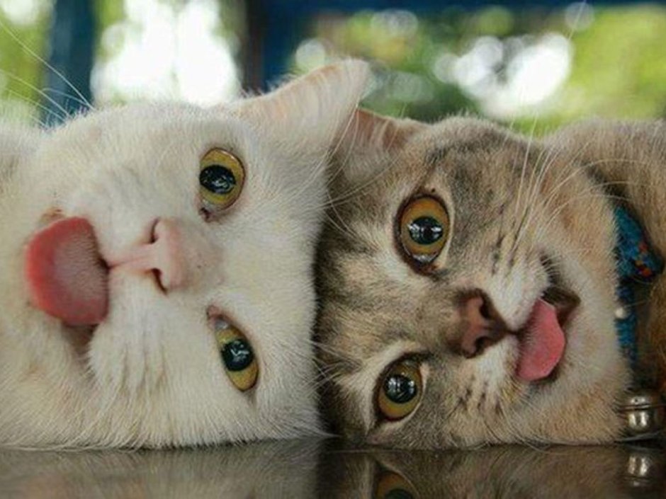 Котики любовь