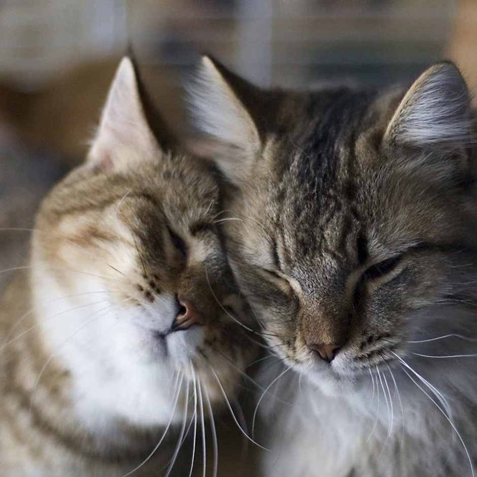 Котики обнимаются