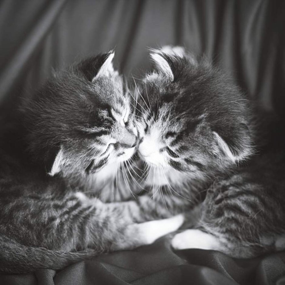 Котики пара