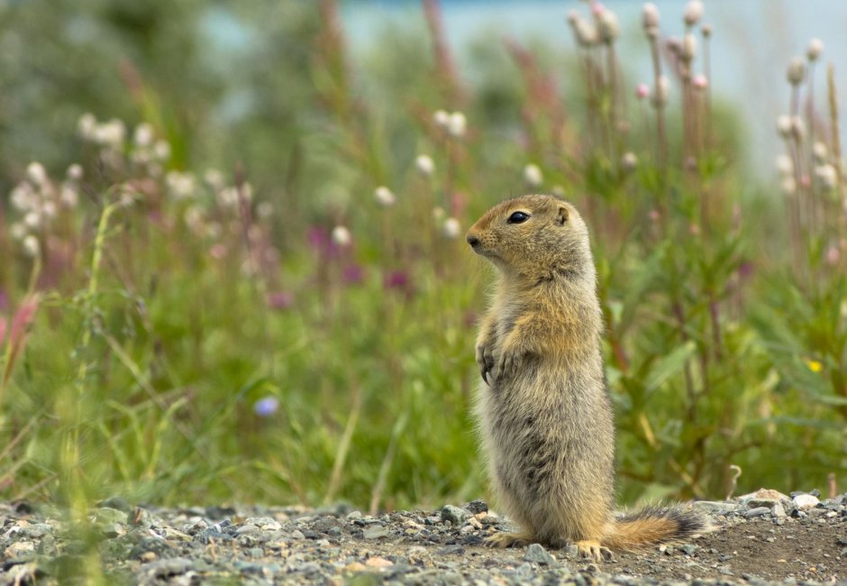 Кра́пчатый су́слик (Spermophilus suslicus)