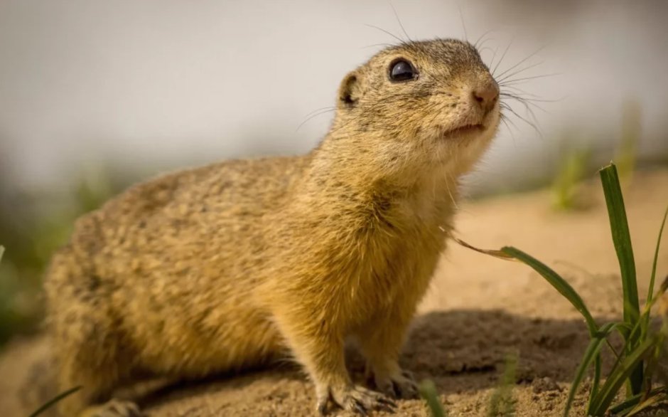 Сурок Степной, Байбак (Marmota Bobak)