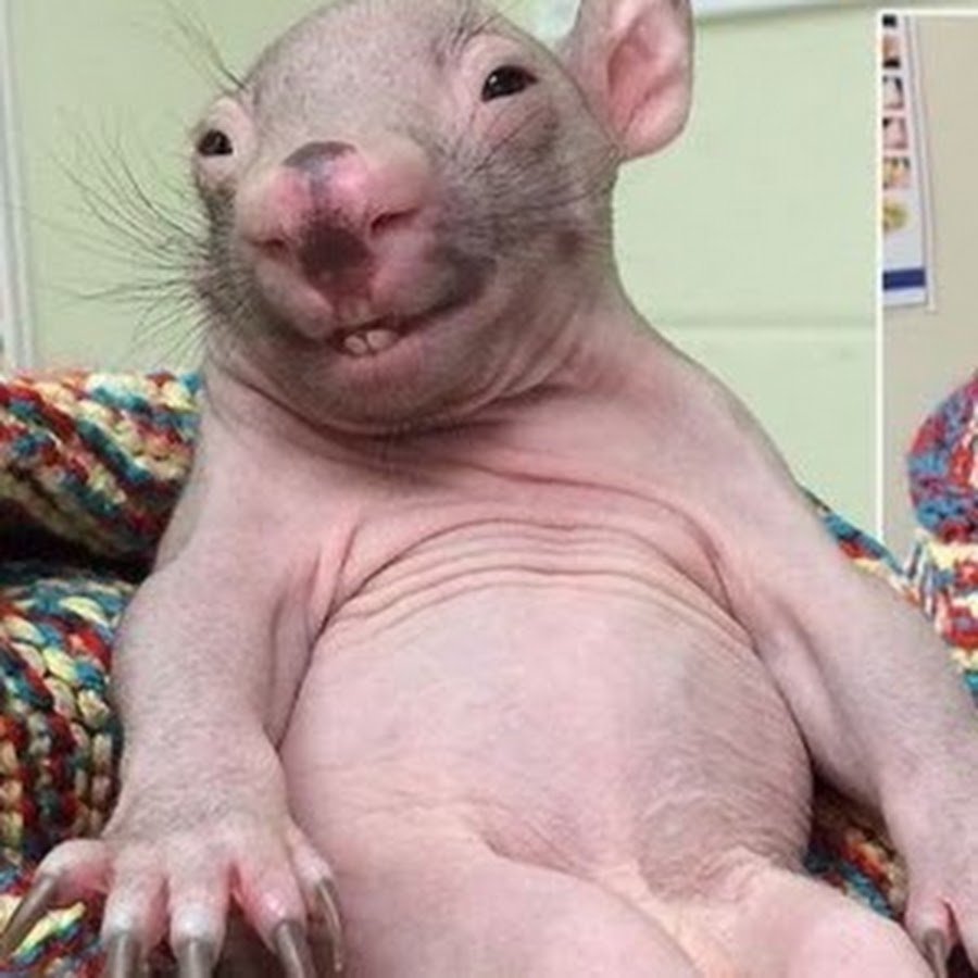 Смешные крысы