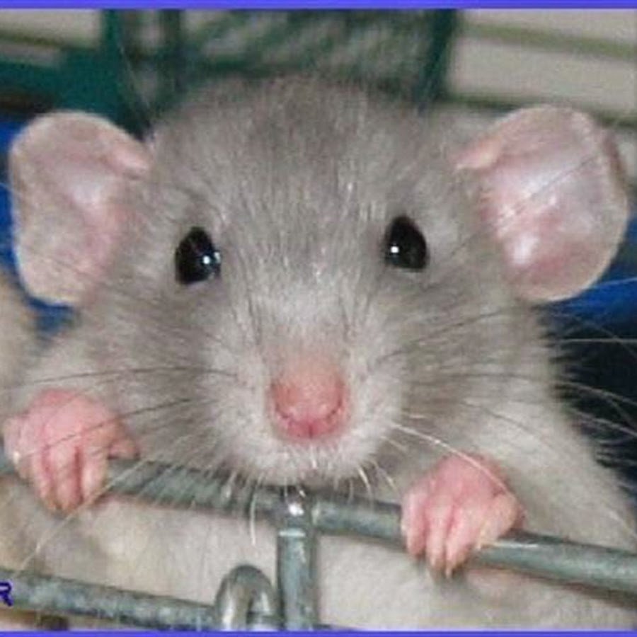 Голубоглазая крыса