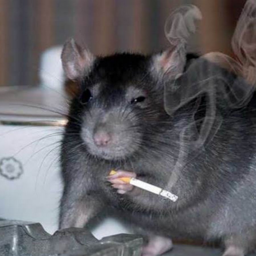 Мемы с крысами