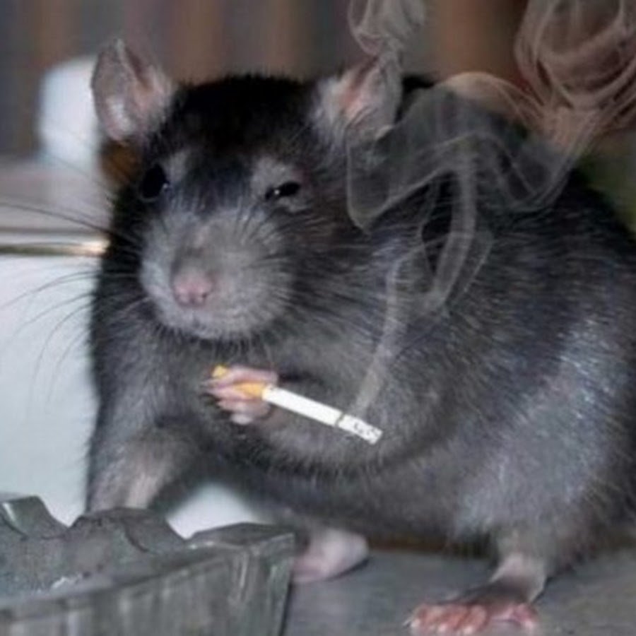 Мемы с крысами