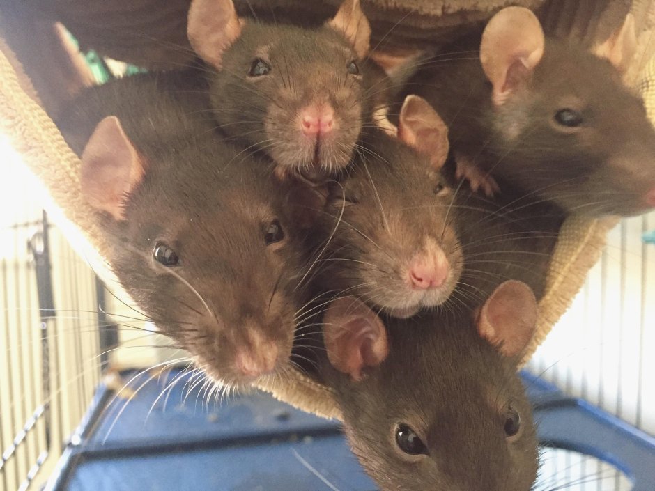 Группа крыс
