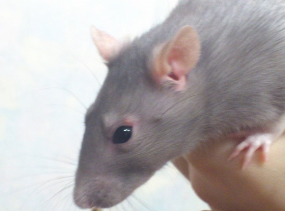 Крыса бело серая