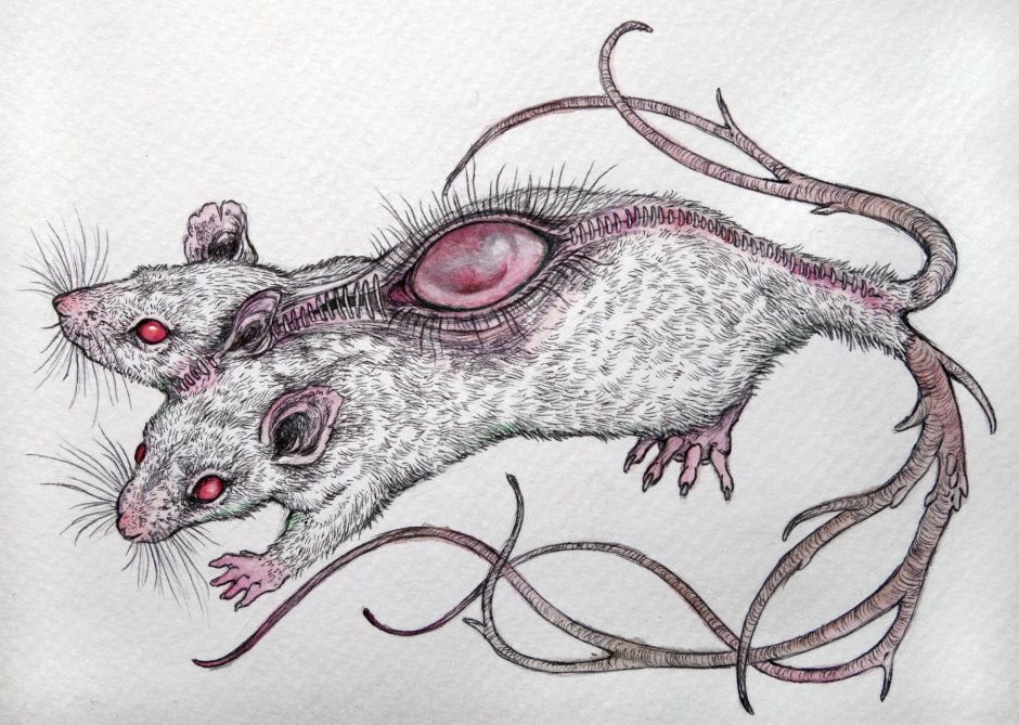 Крыса эскиз