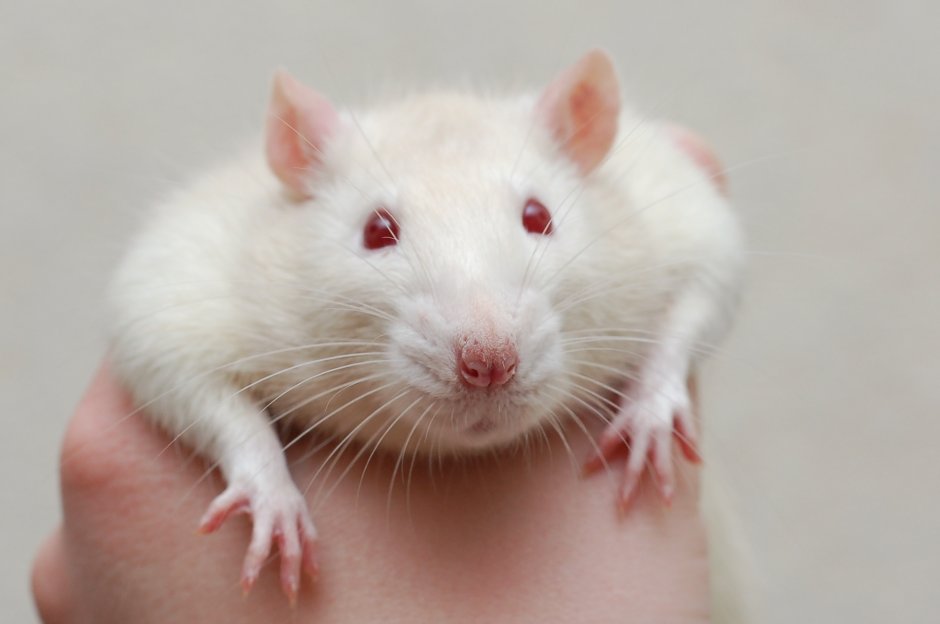 Крот слепыш