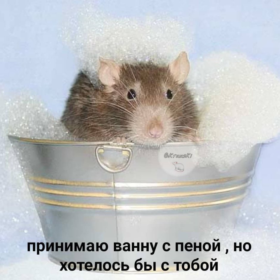 Строение крысы