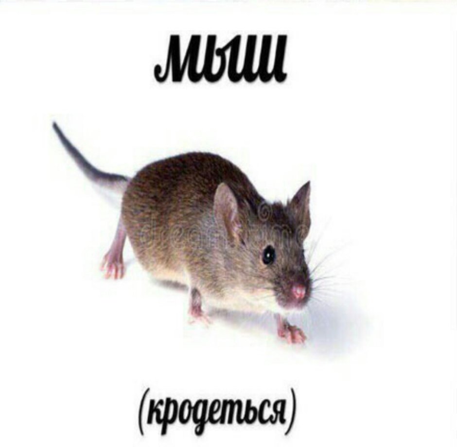 Мышь Мем