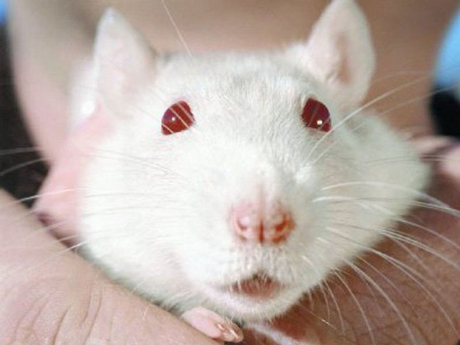 Королева крыс