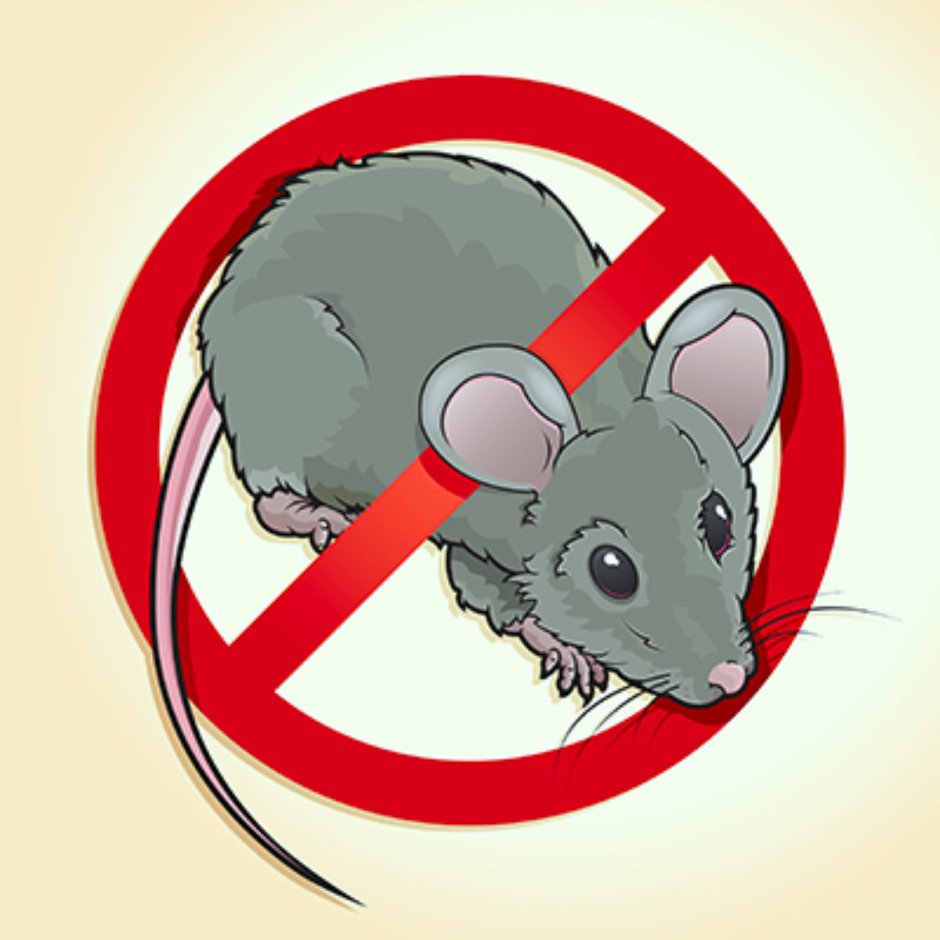 Маленькая белая крыса