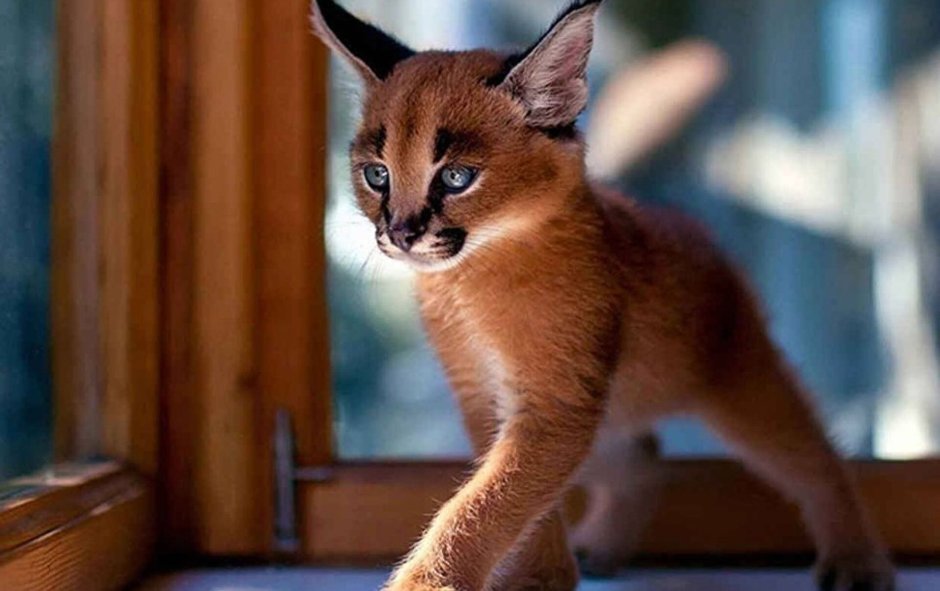 Кошки породы каракал