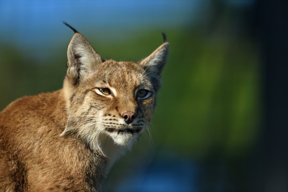Кошки породы каракал