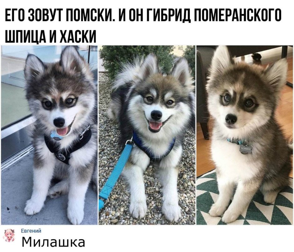 Померанский шпиц и корги