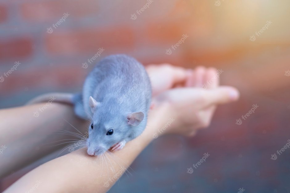 Крыса Дамбо голубая