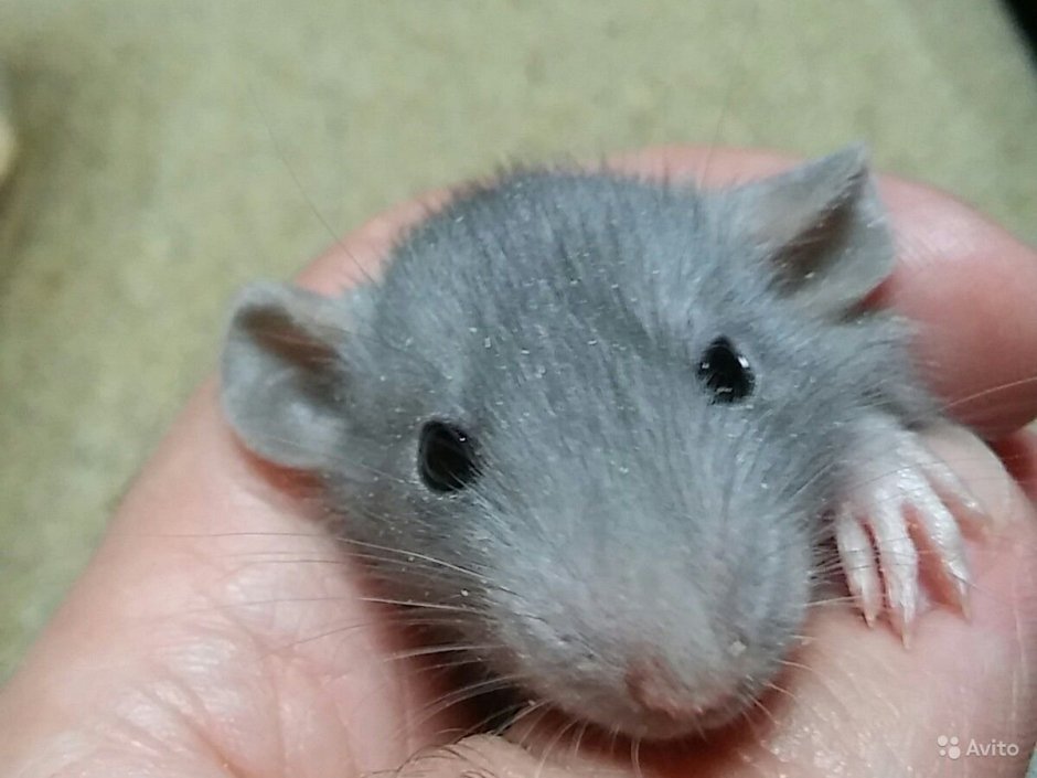 Крыса Дамбо черная