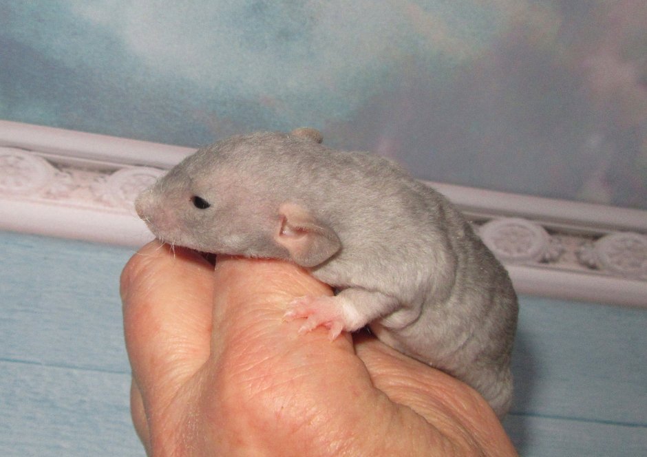 Крысята Дамбо голубая норка