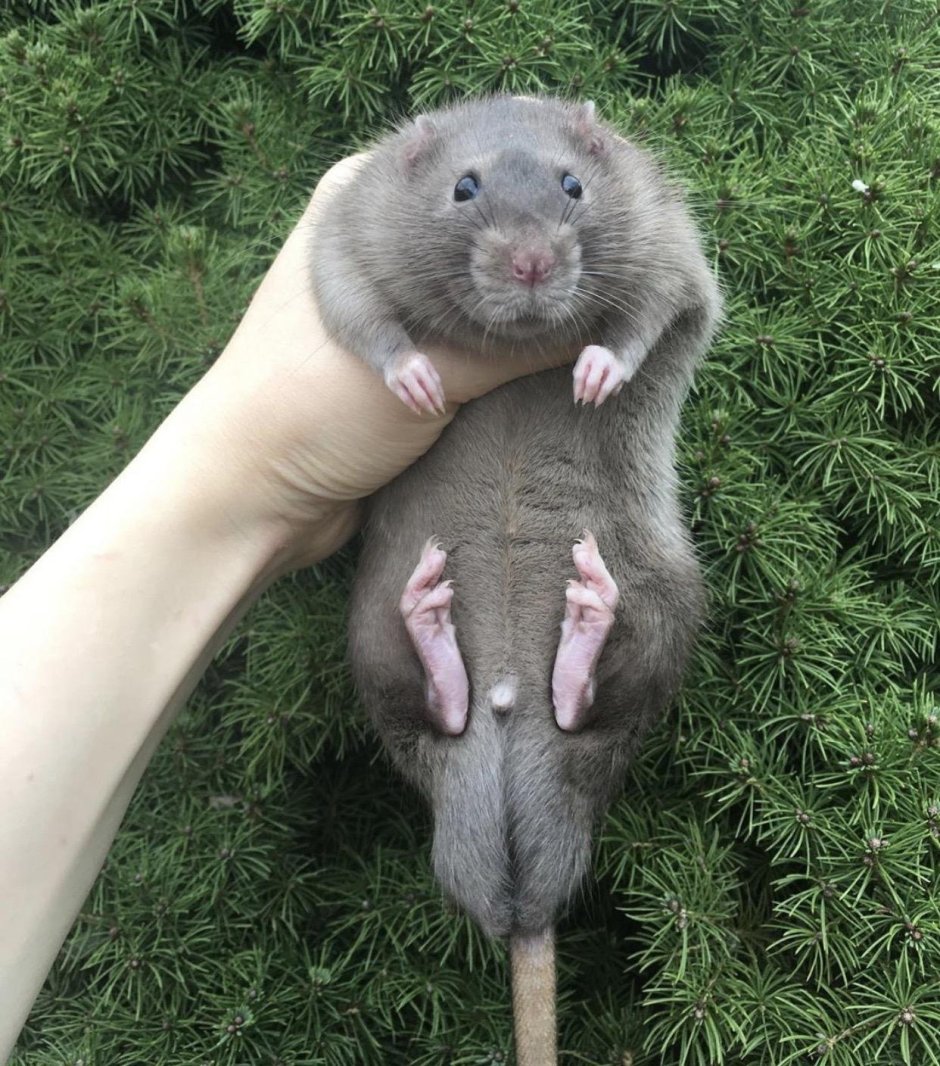 Крыса Дамбо голубая норка