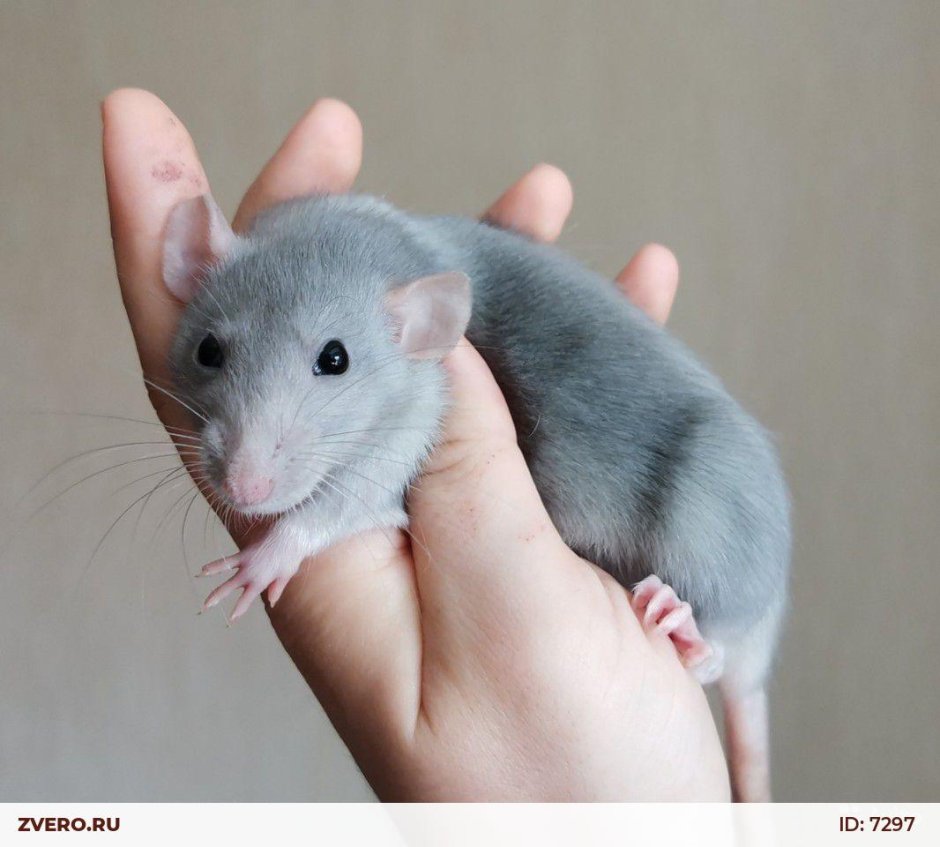 Дамбо голубая норка