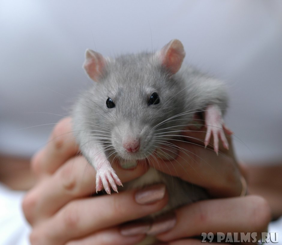 Крысята Дамбо голубая норка