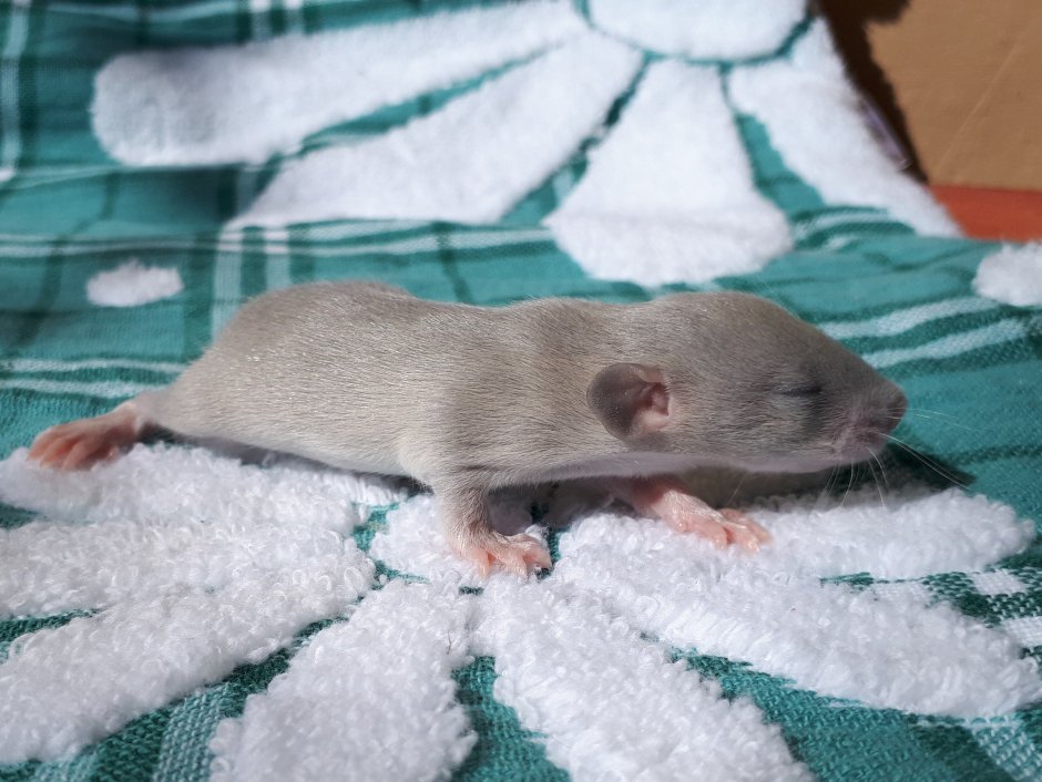 Крысята Дамбо голубая норка
