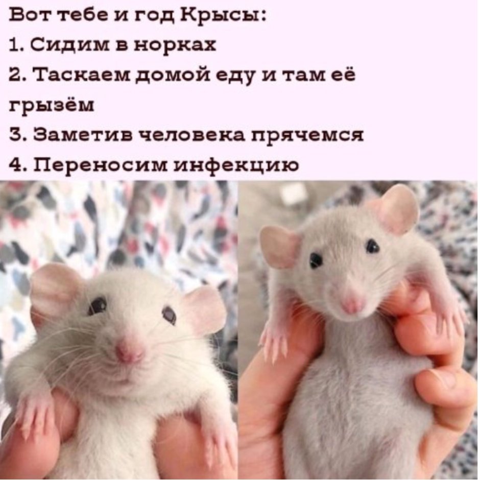 Крыса Дамбо голубая