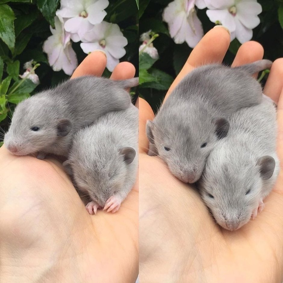 Дамбо Дэвил голубой