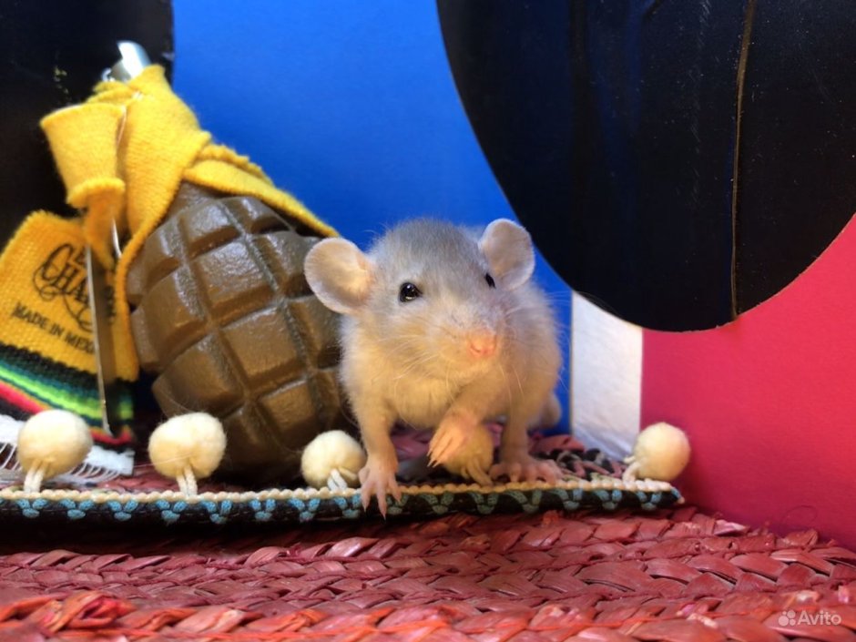 Крыса Дамбо норка