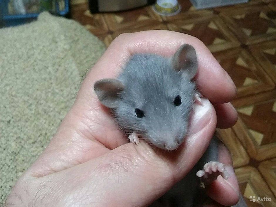 Крысята голубая норка