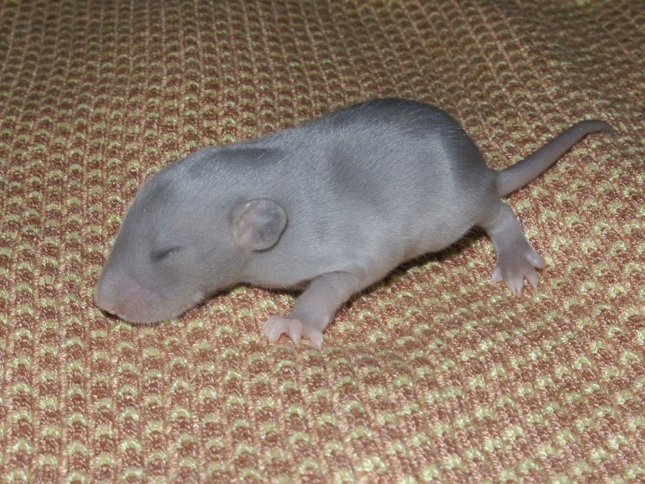 Декоративные крысята голубая норка