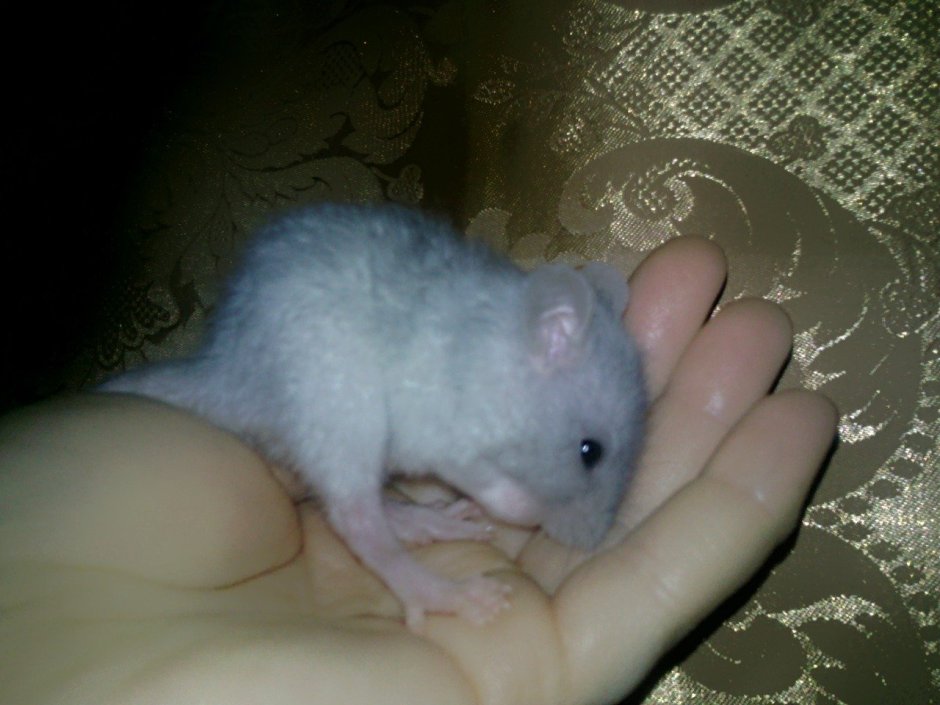 Крыса Дамбо голубая норка