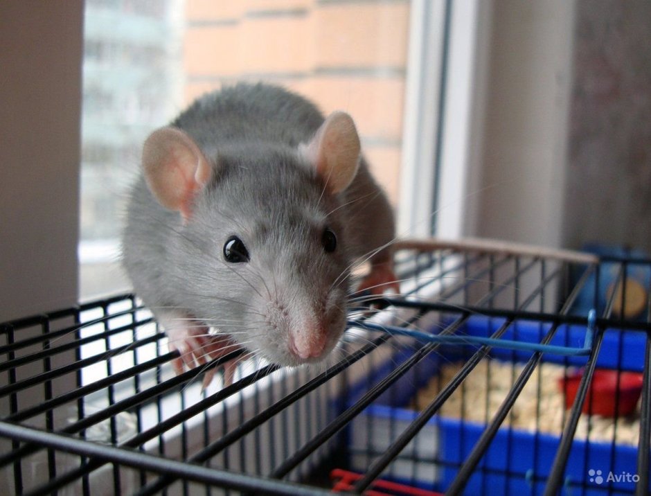 Дамбо рекс черный