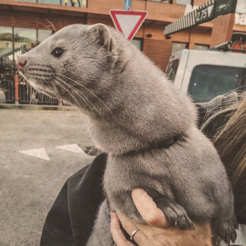 Мем про крысу в коллективе