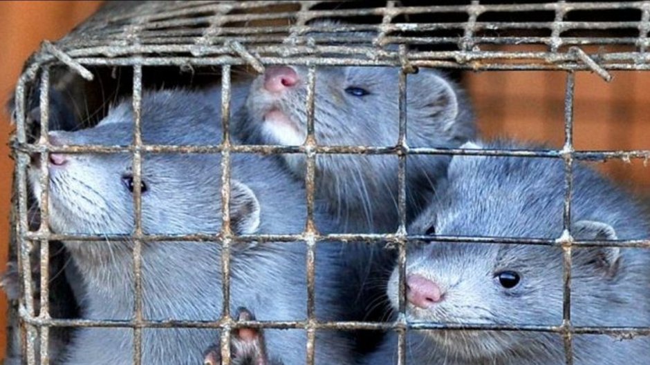 Дамбо рекс голубая норка