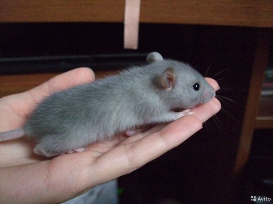 Дамбо голубая норка