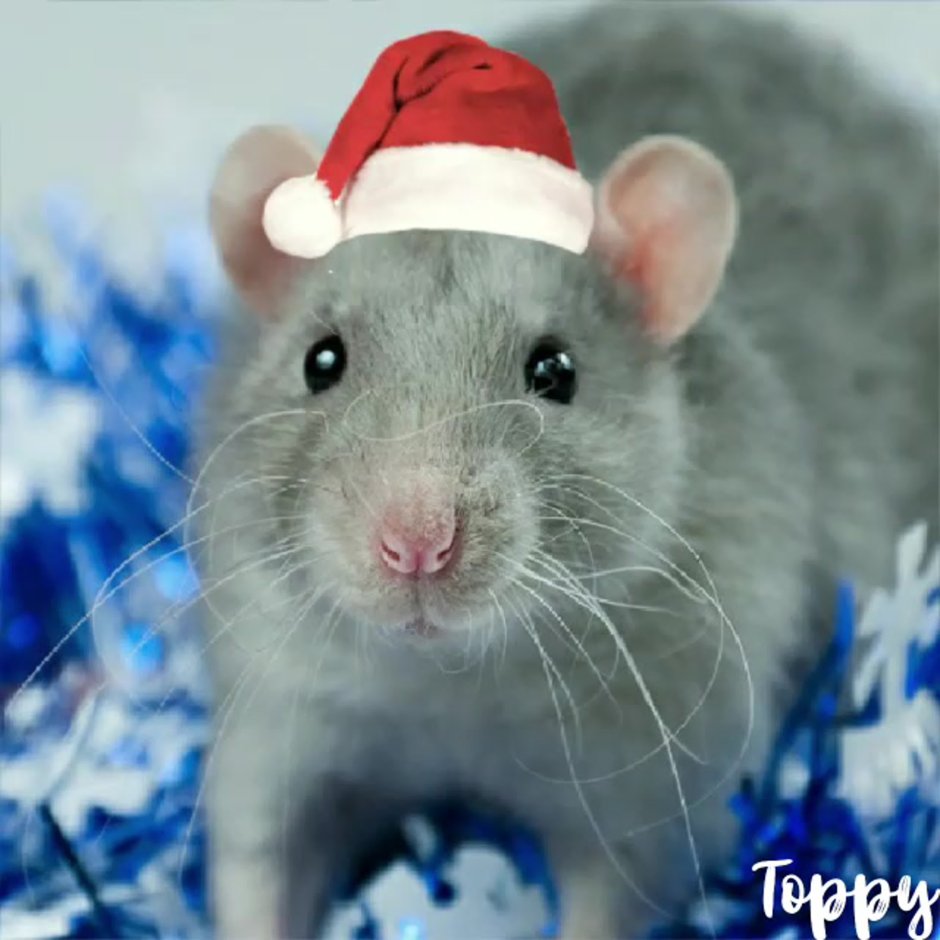 Декоративная крыса Дамбо